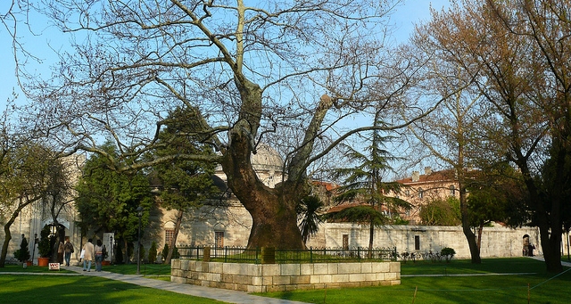 Şehzade Camii Bahçesindeki Ağacın Hikmeti