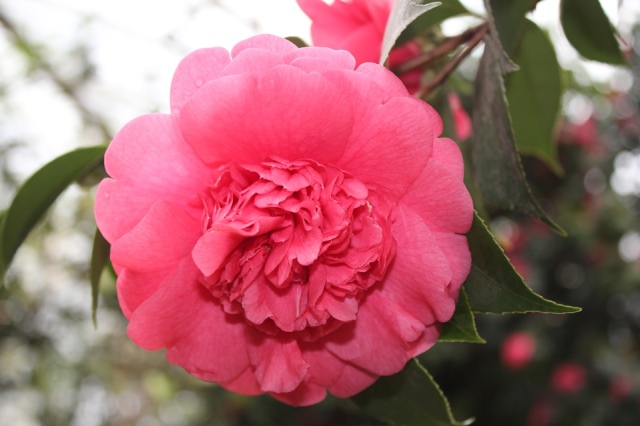 Bir döneme adını vermiş, yaşadığı asra mührünü vurmuş, Üç kıtanın son hükümdarı Sultan İkinci Abdülhamid Han'ın şehzadelik mekanı Maslak Kasrı'na, padişahlığı döneminde devleti dare ettiği Yıldız Sarayı'na ve çevresine ziyarette bulunduk.