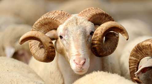 Kurban Bayramınız Mübarek Olsun